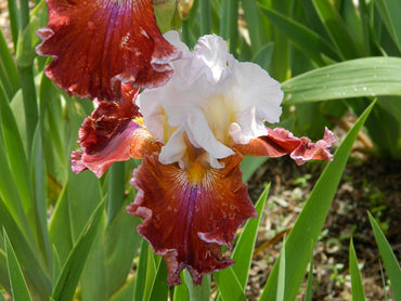 Lady Leigh Bearded Iris Seeds