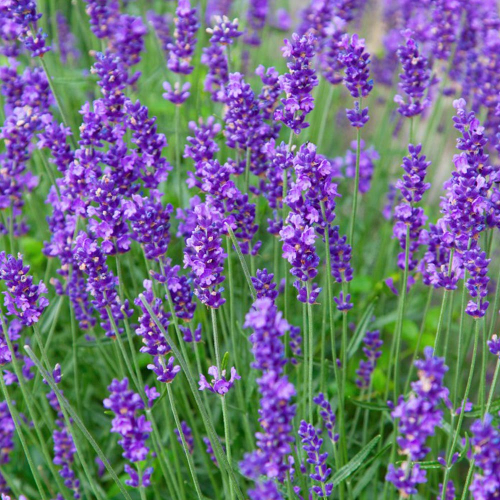 Lavender Munstead Flower Seeds for Planting ,Heirloom Seeds