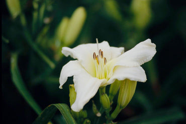 Heirloom Hemerocallis Lady Elizabeth Flower Seeds for Planting, Non-GMO
