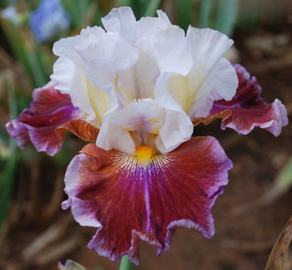 Lady Leigh Bearded Iris Seeds