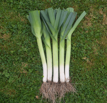 Lexton – Leek Seed