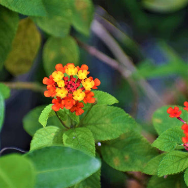 Heirloom Non-GMO Green Lantana Plant Seeds for Butterfly-Friendly Garden Planting