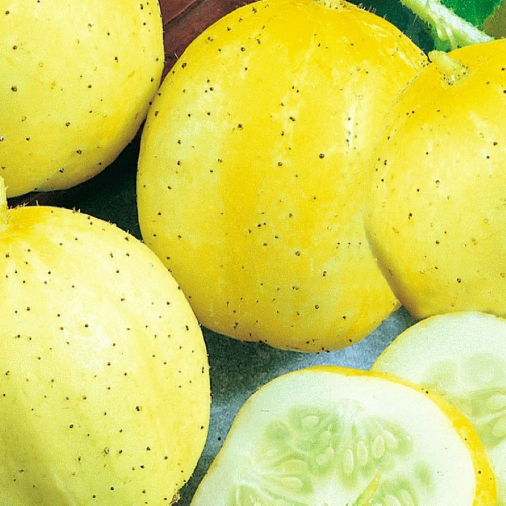 Lemon – Organic Cucumber Seed