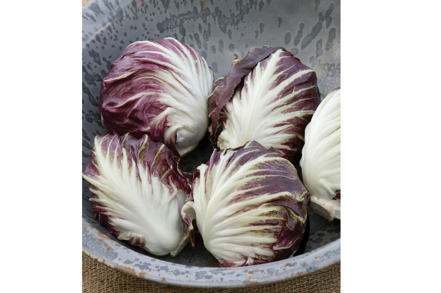 Leonardo – Radicchio Seed