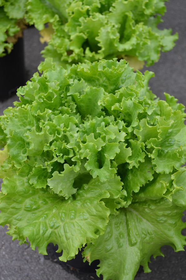 Starfighter – Lettuce Seed