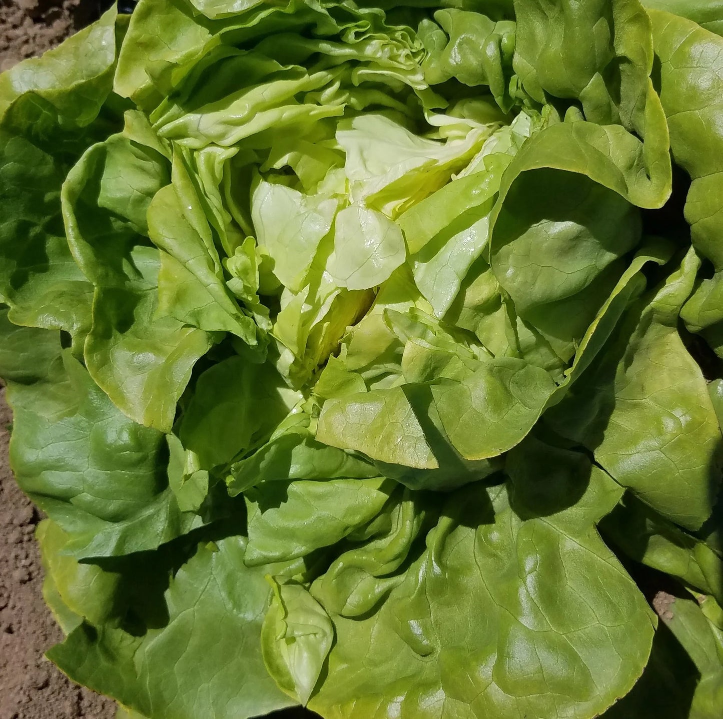 Nancy – Organic Lettuce Seed