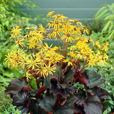 Heirloom Non-GMO Britt-Marie Crawford Flower Seeds for Planting – Bold Foliage and Garden Blooms