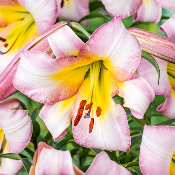 Oriental Trumpet Lily- Beijing Moon