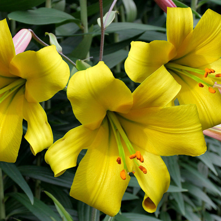 Heirloom Hippeastrum Flower Seeds for Planting 100