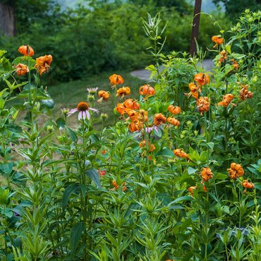 Organic Heirloom Non-GMO Lilium Pyrenaicum Seeds for Planting – Rare Yellow Lily Flowers