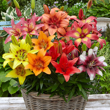 Fiery Temper Carpet Border Lily Mixture