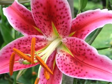 Stargazer Lily