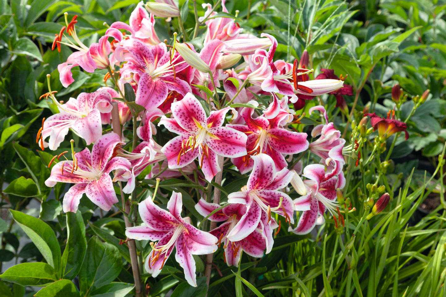 Stargazer Lily