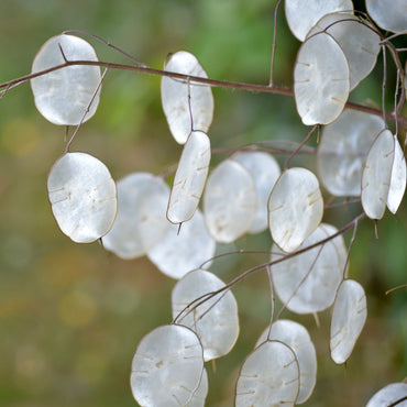 Heirloom Lunaria Plant Seeds, Non-GMO Decorative Silver Dollar Blooms for Garden Planting