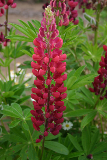 Heirloom Non-GMO Russell Flower Seeds for Planting – Colorful Lupine Blooms for Cottage and Wildflower Gardens