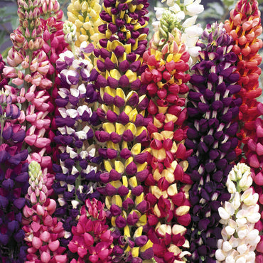 Organic Heirloom Non-GMO Mixed Tutti Frutti Lupine Seeds for Planting – Colorful Blooms