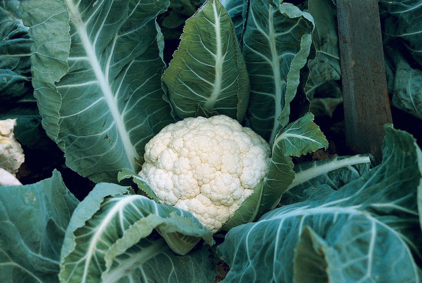 Janvel – Organic Cauliflower