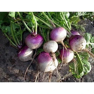 Turnip Purple Top Vegetable Seeds