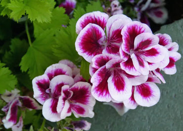 Heirloom Non-GMO Queling Geranium Flower Seeds for Planting – Unique Colorful Garden Blooms