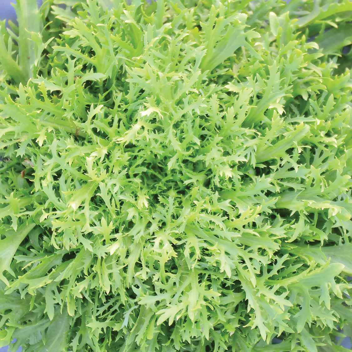 Rhodos – Endive Seed