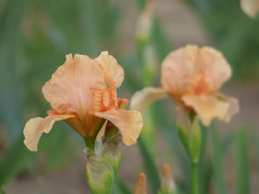 Many Mahalos Reblooming Bearded Iris Seeds