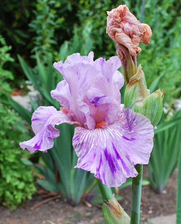 Maria Tormena Bearded Iris Seeds