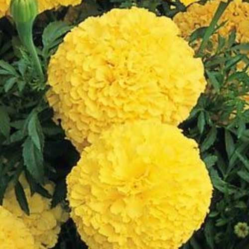 Marigold Inca Yellow Seeds