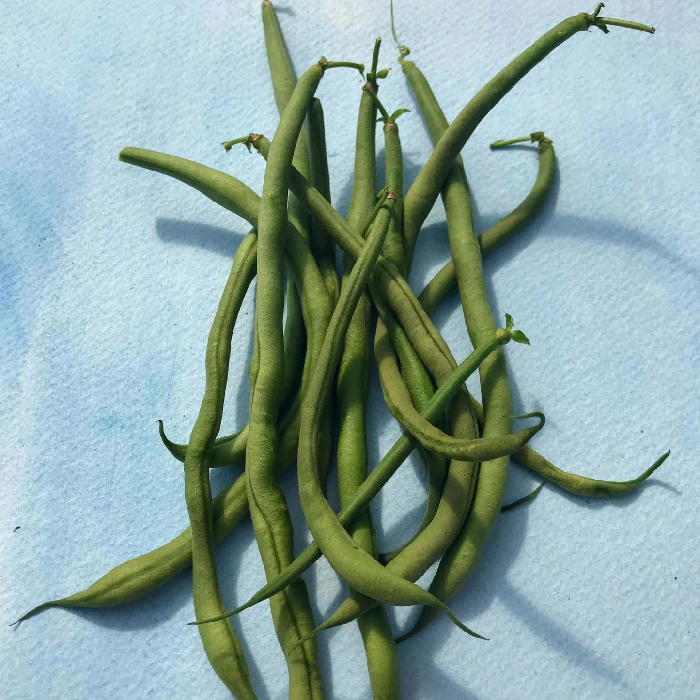 Maxibel – Bean Seed