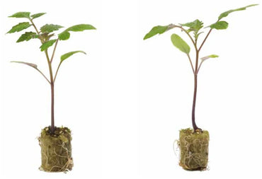 Maxifort – Tomato Seed