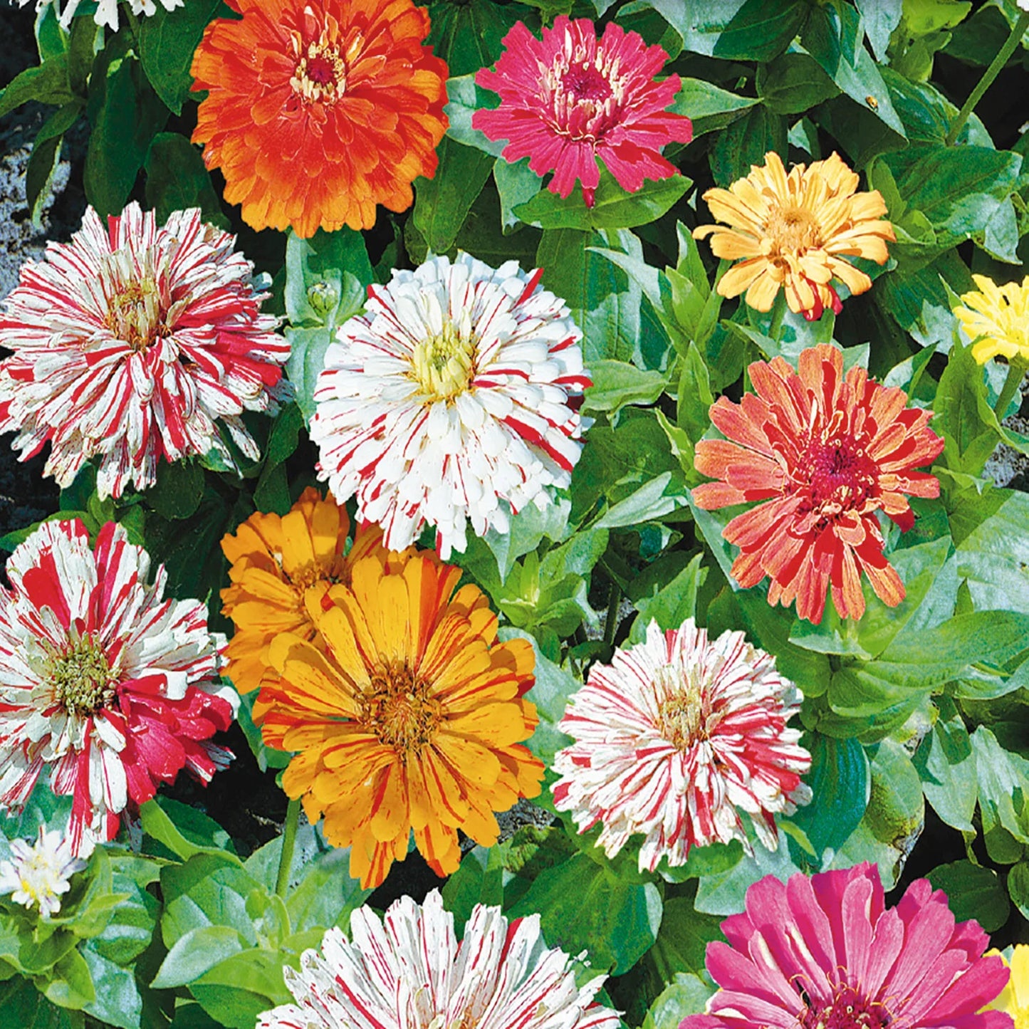 Candy Chrysanthemum Flower Seeds