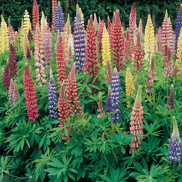 Lupines Mixture