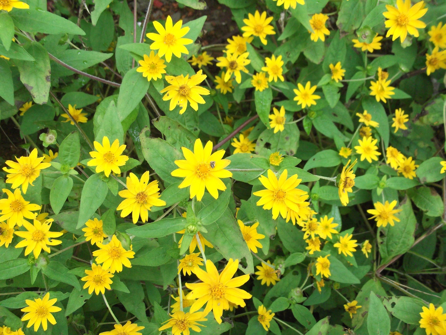 Heirloom Non-GMO Melampodium Paludosum Flower Seeds for Planting – Bright Compact Blooms for Garden Borders