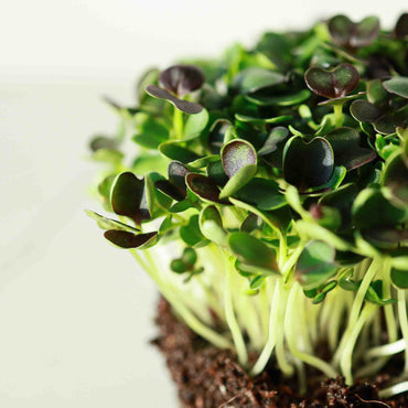 Pac Choi, Red Pac – Microgreen Seed