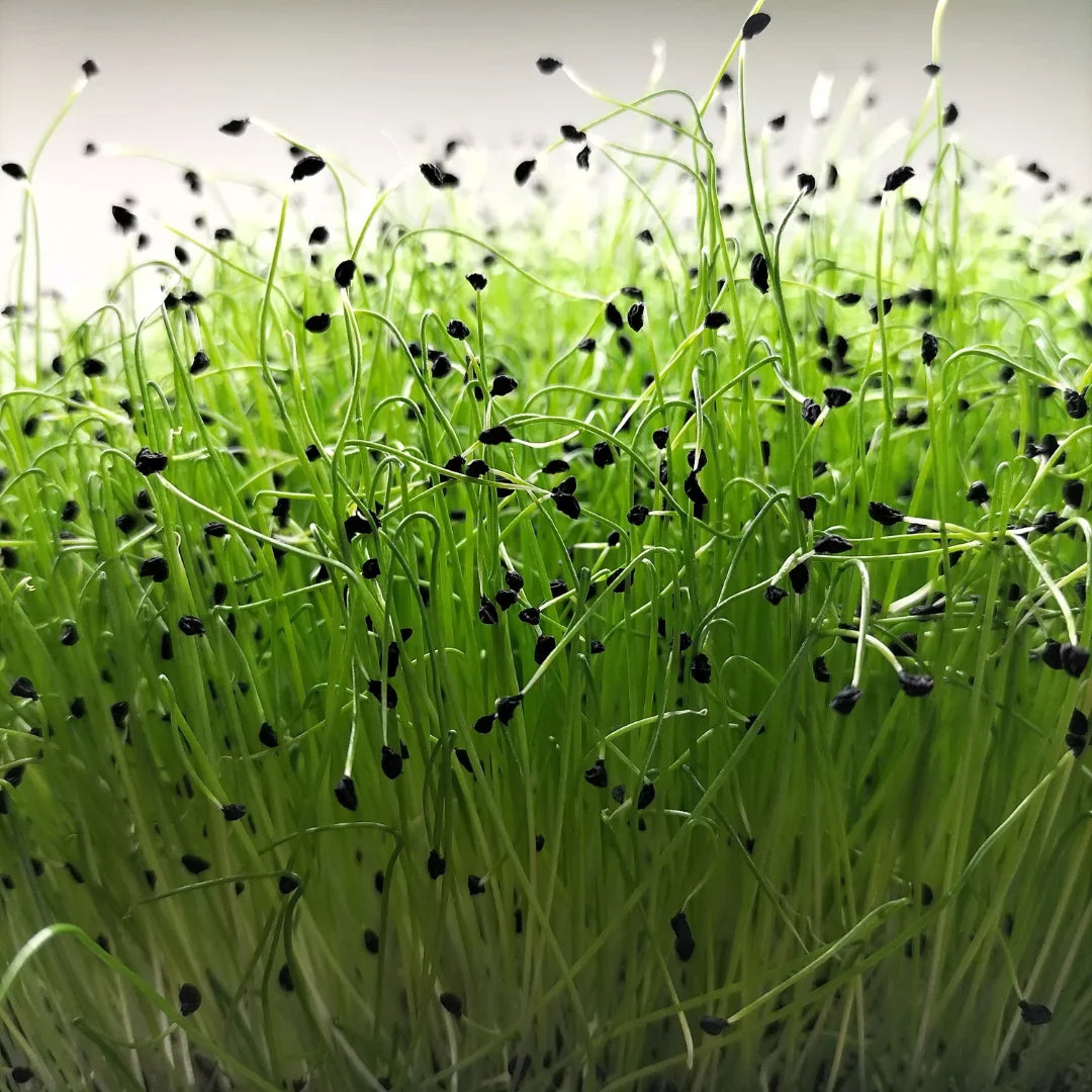Scallion – Organic Microgreen Seed