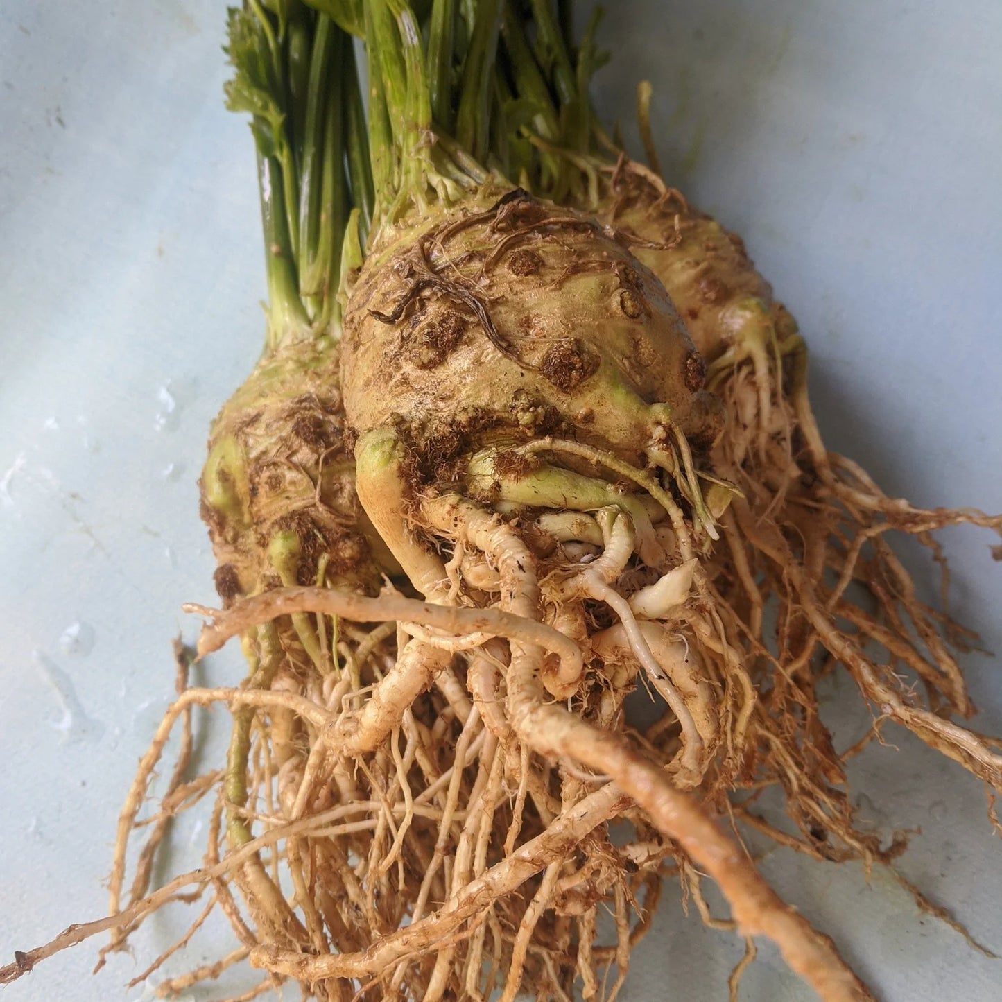 Monarch Celeriac Seeds