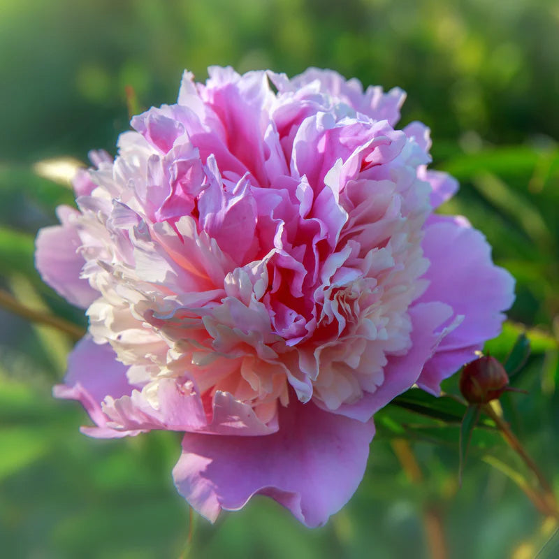 Mister Ed Peony
