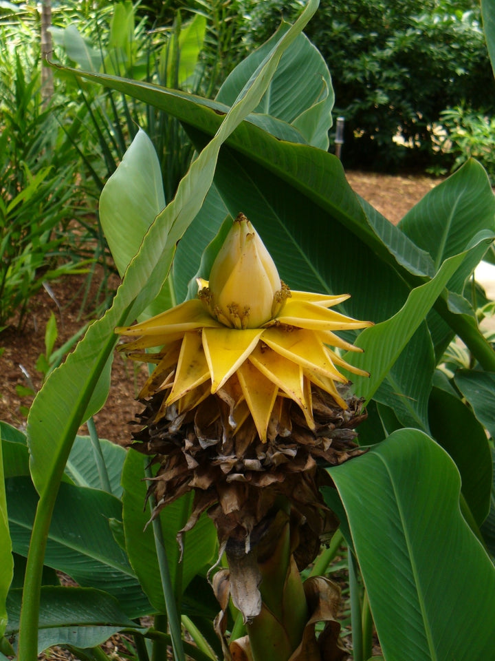 Heirloom Musella Lasiocarpa Flower Seeds – Rare Garden Plant