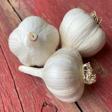 Music – Garlic Bulbs