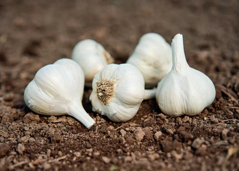 Music – Organic Garlic Bulbs