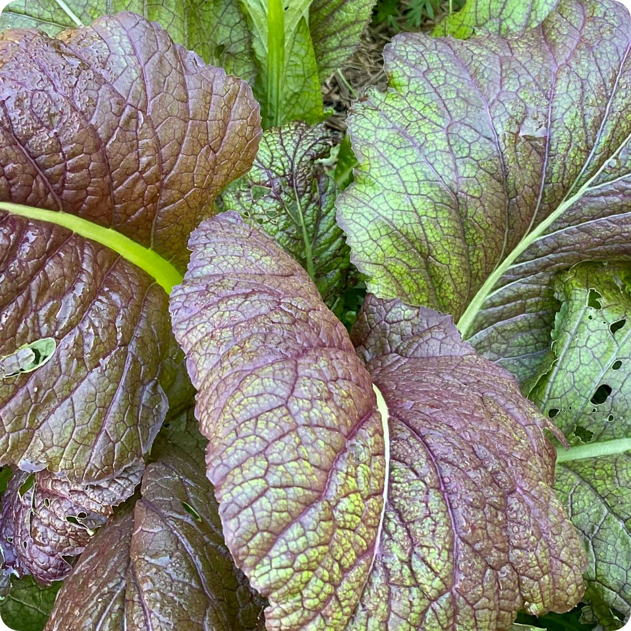 Red Giant – Mustard Green Seed