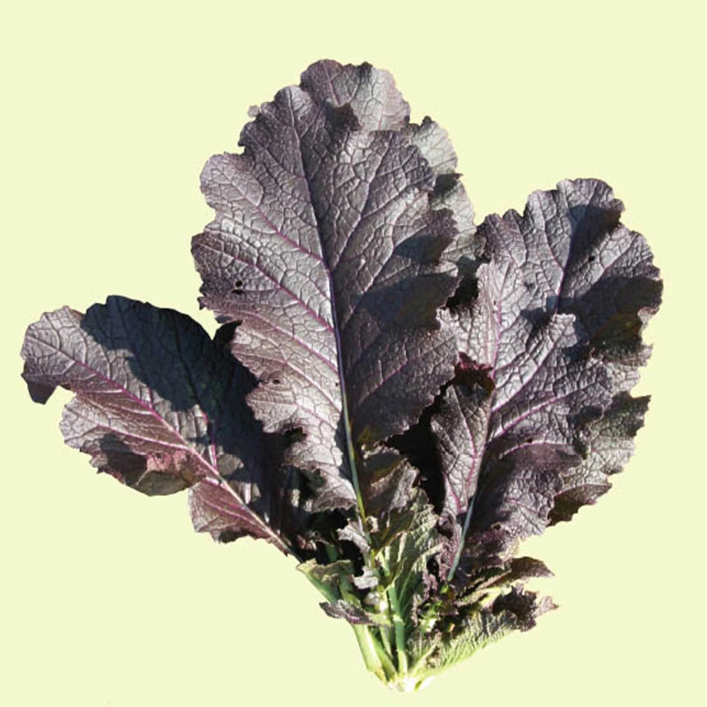 Miz America – Asian Green Seed