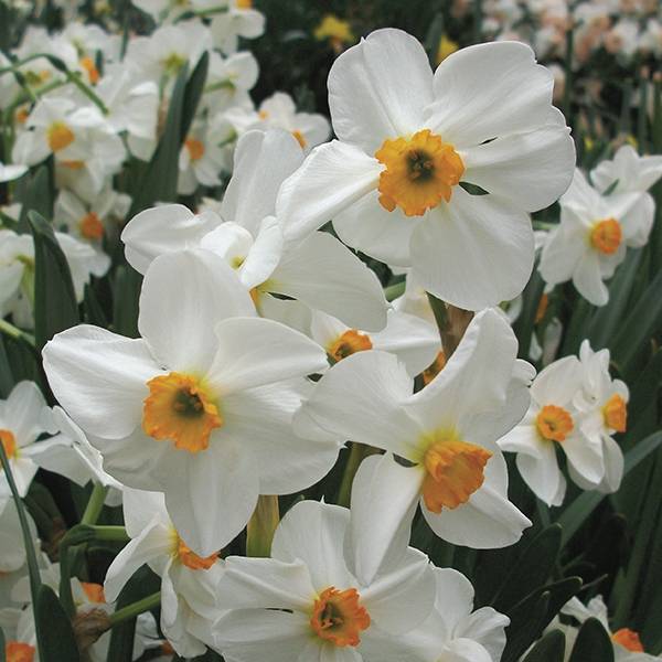 Jonquil- Geranium
