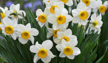 Narcissus Tazetta Flower Seed for Planting 100