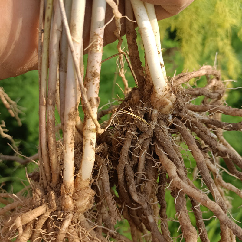 Erasmus – Purple Asparagus Crowns