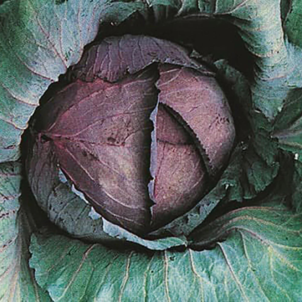 Red Express – Organic Cabbage Seed