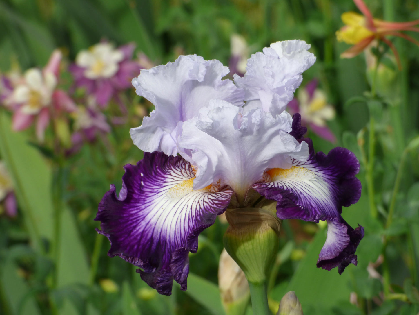 Royal Orders Bearded Iris Seeds