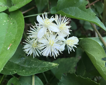 Heirloom Old Man’s Beard Flower Seeds, Non-GMO Feathered Blooms for Planting
