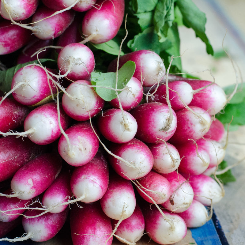 D’Avignon – Radish Seed