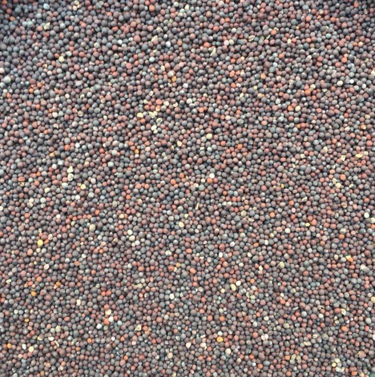 Organic Vegetable Seeds Vegetable Seeds