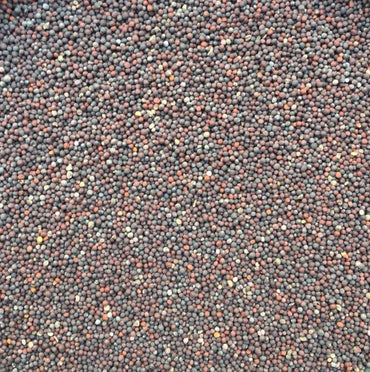 Organic Vegetable Seeds Vegetable Seeds